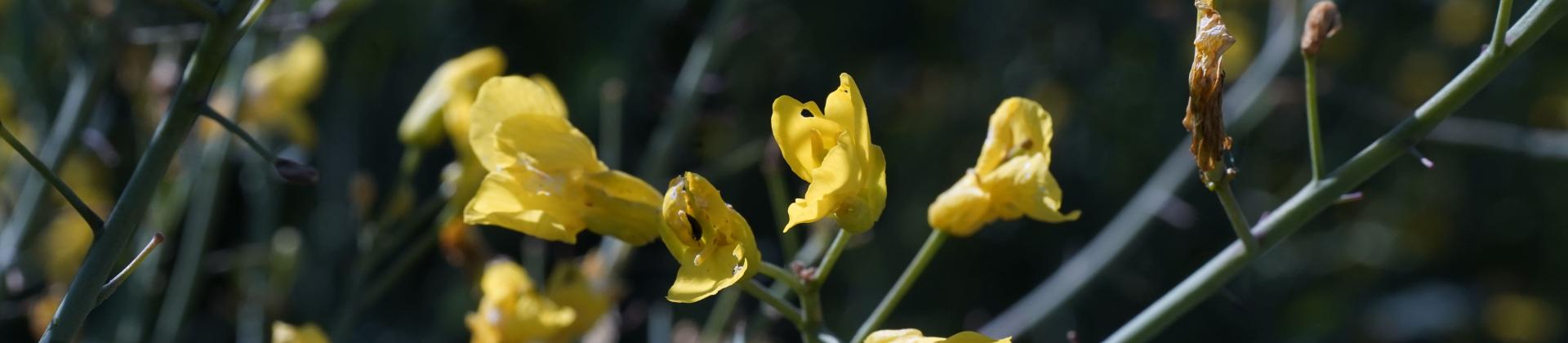 Nahaufnahme gelbe Blumen