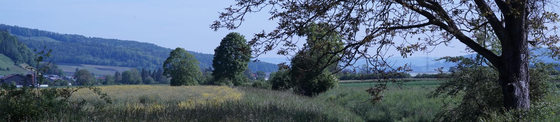 Wiesen und Bäume entlang Reinerbach